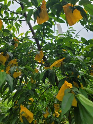 김안식~납작복숭아님의 복숭아 · 영농일지 작성글 사진