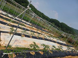 류승원님의 오이 · 영농일지 작성글 사진