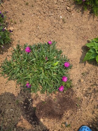 제주농부님의 고추 · 영농일지 작성글 사진