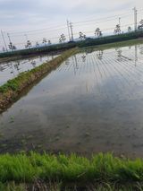 팜모닝 벼·영농일지 게시글 이미지