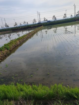 최연금님의 벼 · 영농일지 작성글 사진