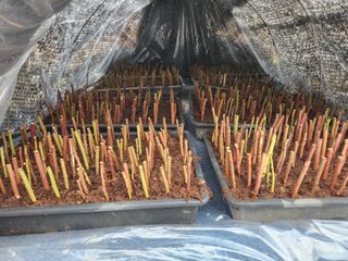 벽창호(죽동농부)님의 블루베리 · 영농일지 작성글 사진