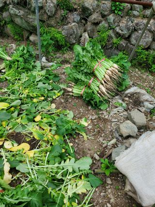 김윤철님의 기타작물 · 영농일지 작성글 사진