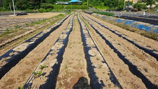 보난자님의 참깨 · 영농일지 작성글 사진