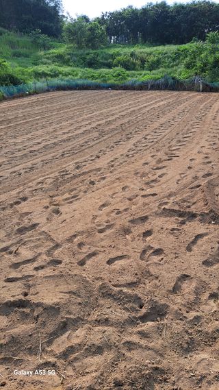 조연만님의 기타작물 · 영농일지 작성글 사진