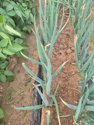 우리농장주님의 파 · 영농일지 작성글 사진