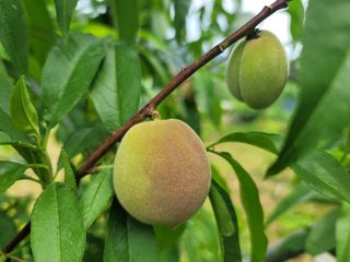 김안식~납작복숭아님의 복숭아 · 영농일지 작성글 사진