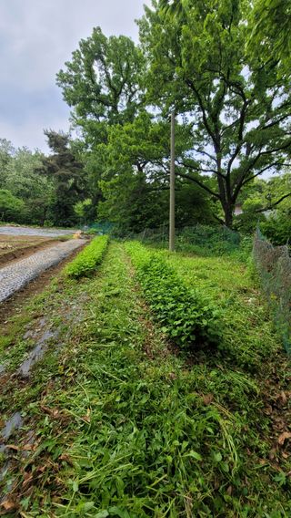 서초농원님의 기타작물 · 영농일지 작성글 사진