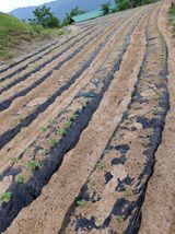 팜모닝 기타작물·영농일지 게시글 이미지
