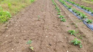 정인재님의 기타작물 · 영농일지 작성글 사진