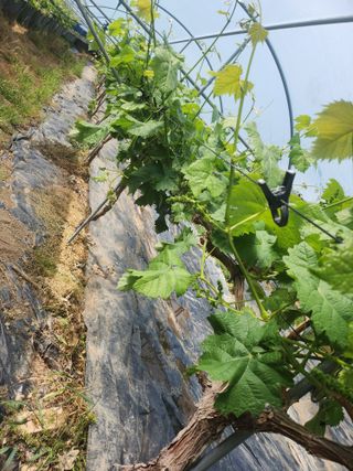 백화산지킴이산야초님의 포도 · 영농일지 작성글 사진