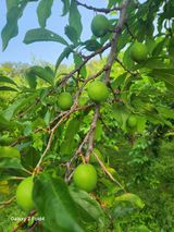 팜모닝 자두·영농일지 게시글 이미지