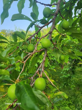 헤라여신^^♡님의 자두 · 영농일지 작성글 사진