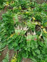 팜모닝 기타작물·영농일지 게시글 이미지