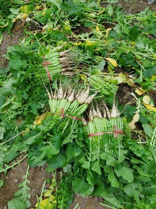 김윤철님의 기타작물 · 영농일지 작성글 사진