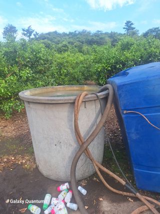 송임철님의 귤 · 영농일지 작성글 사진