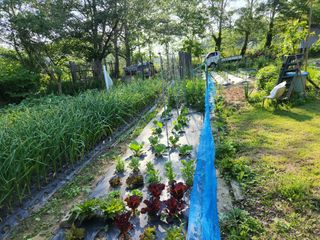 홍순강화모리님의 기타작물 · 영농일지 작성글 사진