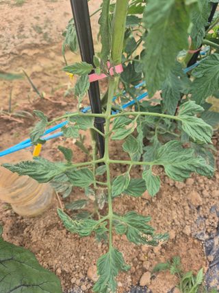 우리농장주님의 파 · 영농일지 작성글 사진