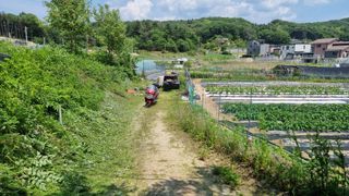 김윤회님의 호박 · 영농일지 작성글 사진