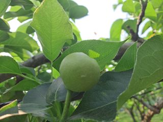 박미스터님의 기타작물 · 영농일지 작성글 사진