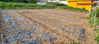 김안재님의 마늘 · 영농일지 작성글 사진