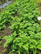 팜모닝 감자·영농일지 게시글 이미지