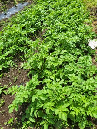 이경갑님의 감자 · 영농일지 작성글 사진