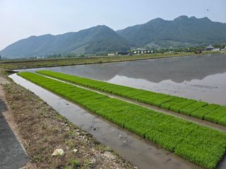 앵매도리님의 기타작물 · 영농일지 작성글 사진