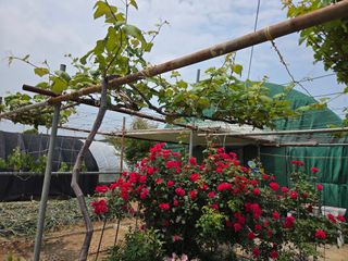 제주농부님의 고추 · 영농일지 작성글 사진