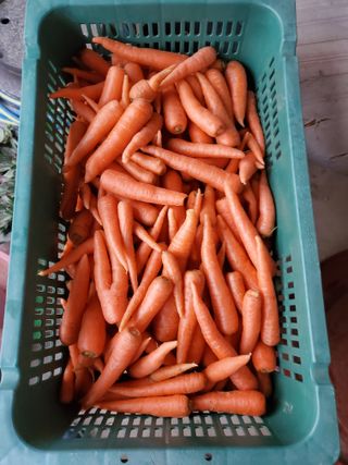 김윤철님의 기타작물 · 영농일지 작성글 사진