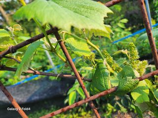 헤라여신^^♡님의 포도 · 영농일지 작성글 사진