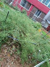 팜모닝 기타작물·영농일지 게시글 이미지