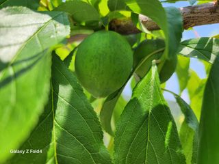 헤라여신^^♡님의 자두 · 영농일지 작성글 사진