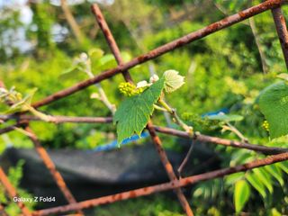 헤라여신^^♡님의 포도 · 영농일지 작성글 사진