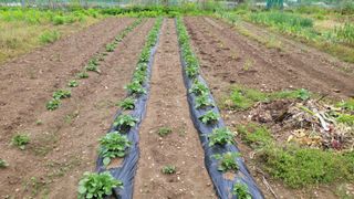 정인재님의 기타작물 · 영농일지 작성글 사진