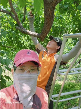 헤라여신^^♡님의 자두 · 영농일지 작성글 사진