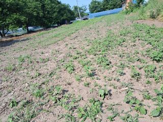 이인성님의 기타작물 · 영농일지 작성글 사진