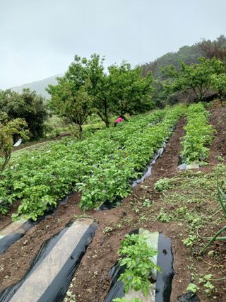 박지성 님의 기타작물 · 영농일지 작성글 사진