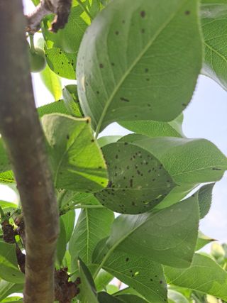박미스터님의 기타작물 · 영농일지 작성글 사진