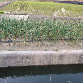 백현호님의 벼 · 영농일지 작성글 사진