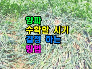 꿈꾸는텃밭님의 기타작물 · 영농일지 작성글 사진