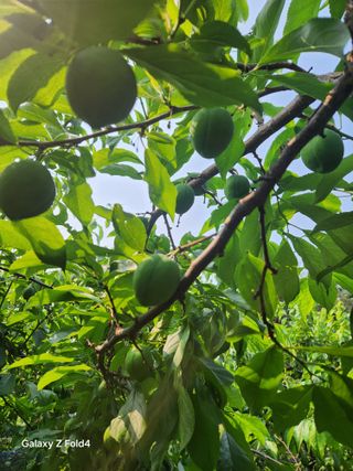헤라여신^^♡님의 자두 · 영농일지 작성글 사진