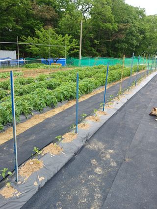 표고버섯8364님의 고추 · 영농일지 작성글 사진