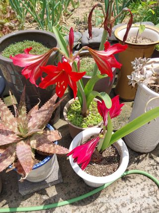 성주 농업인님의 기타작물 · 영농일지 작성글 사진