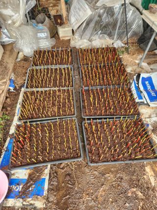 벽창호(죽동농부)님의 블루베리 · 영농일지 작성글 사진