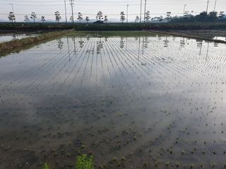 최연금님의 벼 · 영농일지 작성글 사진