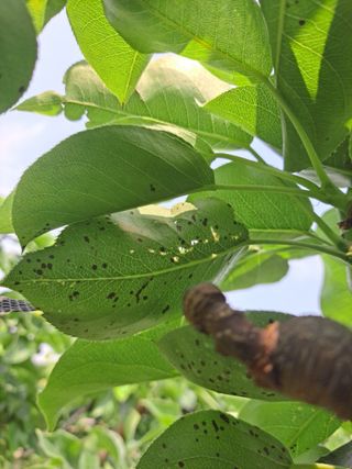 박미스터님의 기타작물 · 영농일지 작성글 사진