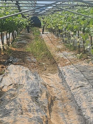 백화산지킴이산야초님의 포도 · 영농일지 작성글 사진