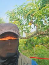 팜모닝 복숭아·영농일지 게시글 이미지