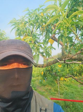 신현오님의 복숭아 · 영농일지 작성글 사진